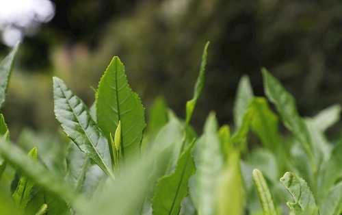 茶葉大國應(yīng)用，土壤養(yǎng)分檢測(cè)儀可以對(duì)茶葉合理施肥有何等指導(dǎo)作用？