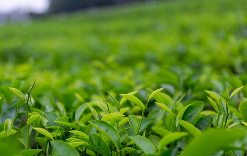 土壤溫濕度儀助推傳統(tǒng)茶產(chǎn)業(yè)優(yōu)質(zhì)發(fā)展，指導(dǎo)灌溉作業(yè)